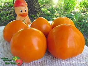 SAM'S CANADIAN (КАНАДСКИЙ СЭМА)