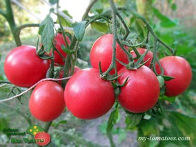 SHIMOFURI (ШИМОФУРИ)