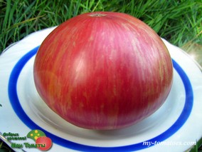 STRIPES OF SYRNATH (ПОЛОСЫ СЫРНАТА)