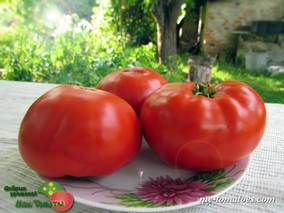 STURT’S DESERT PEA (ПУСТЫННЫЙ ДУШИСТЫЙ ГОРОШЕК СТЁРТА)