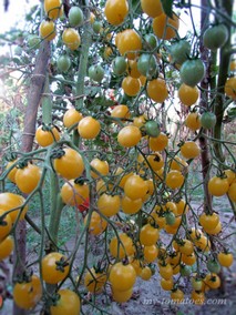 SWEET SHARON (СЛАДКАЯ ШАРОН)