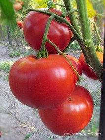 TAPPY’S FINEST (САМЫЙ ЛУЧШИЙ ТАППИ)