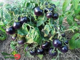 TARTUFO MICRO DWARF TOMATO (Микрогном ТРЮФЕЛЬ)