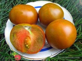 THORBURN'S TERRACOTTA (ТЕРРАКОТОВЫЙ ТОРБЕНА)