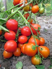 TIP TOP (ТИП ТОП)