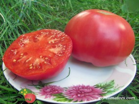 WAVERLEY (ВЭЙВЕРЛИ)