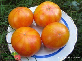 ЗЕБРА ОРАНЖЕВАЯ (ZEBRA ORANGE)