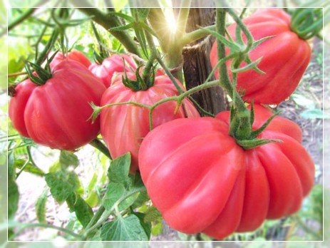 Фото плодов сорта Инжир Розовый