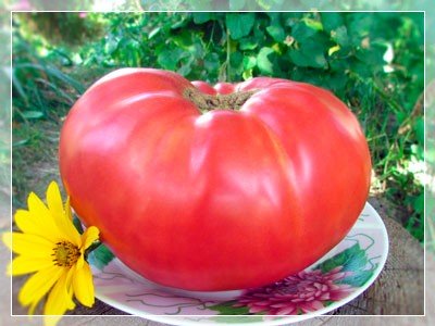 фото плодов сорта ROSA DE BARBASTRO