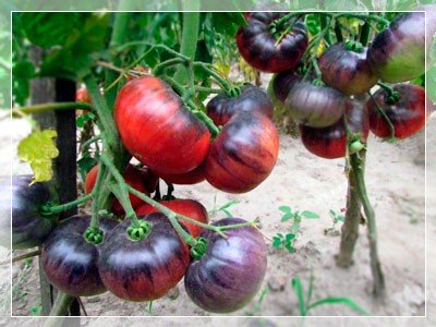 фото плодов сорта BLUE BETTY