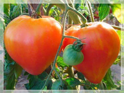 фото плодов сорта Минусинский Слон Оранжевый