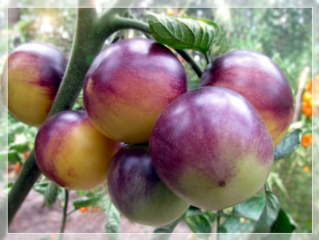 фото плодов сорта Great White +P20