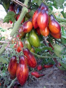 ANTHO PINK PANTHER Dwarf (АНТО РОЗОВАЯ ПАНТЕРА)