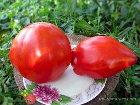 AUNT SWARLO’S POLISH PLUM (ПОЛЬСКАЯ СЛИВА ТЕТИ СВАРЛО)