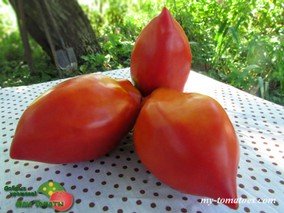 ABBATTISTA PASTE (ПАСТА АББАТИСТЫ)