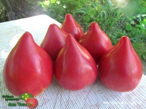 ANNA RUSSIAN (АННА РУССКАЯ)