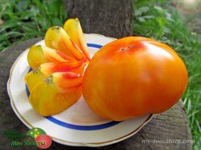 BAD HORSEY BICOLOR (ПЛОХАЯ ЛОШАДКА БИКОЛОР)