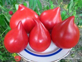 BELGIAN HEART (СЕРДЦЕ БЕЛЬГИИ)