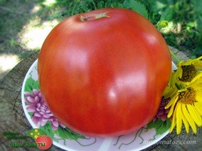 CAROL CHYKO'S BIG PASTE (БОЛЬШАЯ ПАСТА КЭРОЛ)