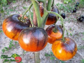 CHUPA CHUPS (ЧУПА ЧУПС)