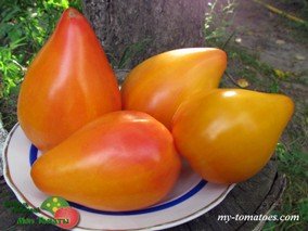 COEUR DE ZEBRE (СЕРДЦЕ ЗЕБРЫ)