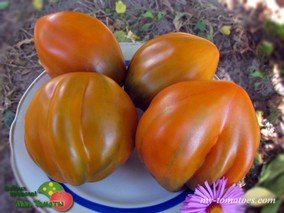 CRESTA DI FUOCO OCHRE (ОГНЕННЫЙ ГРЕБЕНЬ ЦВЕТА ОХРА)