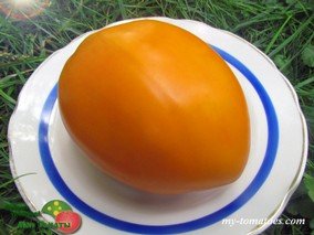 CUBAN YELLOW (КУБИНСКИЙ ЖЕЛТЫЙ)