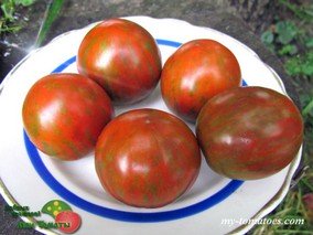 DWARF ROUND ROBIN (ГНОМ КРУГЛЫЙ РОБИН)