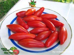 DACHTYLA MYNOA (ДАХТИЛА МИНОА)