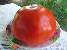 DEMIT DE ROSOY (ДЕМИТ ДЕ РОСОЙ)