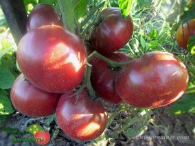 PURPLE REIGN (ПУРПУРНОЕ ЦАРСТВО)