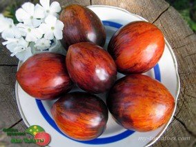 GARGAMELLA PICASSO STRIPED Dwarf (ГАРГАМЕЛЛА ПИКАСО ПОЛОСАТЫЙ ГНОМ)