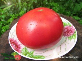 GEANTE BELGE (GIANT BELGIUM, БЕЛЬГИЙСКИЙ ГИГАНТ)