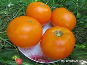 HUSKY GOLD SELECT DWARF (ХАСКИ ЗОЛОТОЙ ОТБОР)