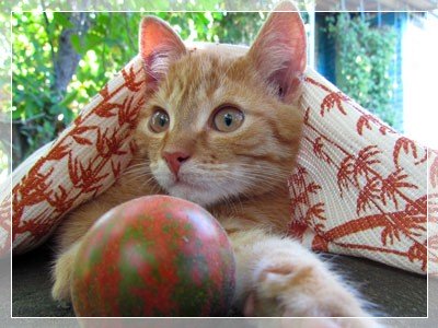 кот Капучино-2 фото моего кота Капучино-2