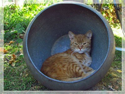 кот Капучино-3 фото моего кота Капучино-3