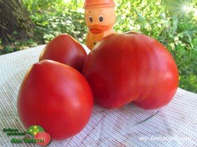 IMINI DE HIBA (ИМИНИ ДЕ ХИБА /СЕРДЦЕ ХИБЫ)