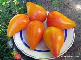 JSOLNER BICOLOR (ЖОЛНЕР БИКОЛОР)