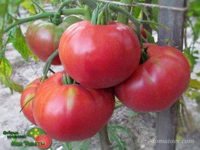 LA VIE EN ROSE (ЖИЗНЬ В РОЗОВОМ/ЛЯ ВИ АН РОЗ)