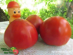 LEONARDO (ЛЕОНАРДО)