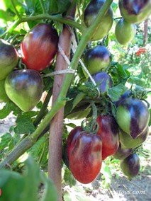 MOCHA'S CHERRY PLUM (СЛИВА ЧЕРРИ МОККО)