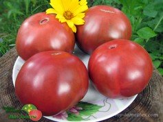 OWEN’S PURPLE (ПУРПУРНЫЙ ОУЭНА)