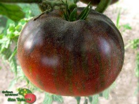 REBEL STARFIGHTER DIPPER'S DELIGHT Dwarf (ГНОМ ВОСТОРГ ДИППЕРА)