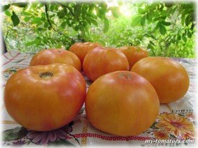 ROZELLA (РОЗЕЛЛА Биколор)