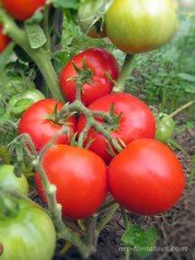 TATIANA'S RUSSIAN PATIO DWARF (РУССКИЙ ДВОРОВОЙ ГНОМ ТАТЬЯНЫ)